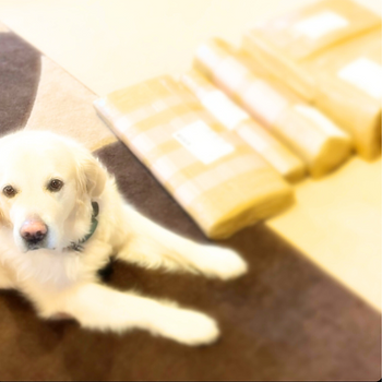 Meet the lovely Toby (Revo dog) guarding the material for the Lite's